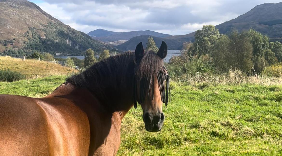 Ceo Mara Croft B&B & 2 Luxury Cabins Taynuilt Eksteriør billede